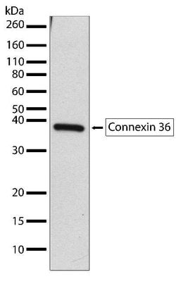 Connexin 36 Recombinant Polyclonal Antibody (2HCLC), Invitrogen 100 &mu;g;