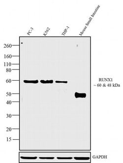 RUNX1 Recombinant Polyclonal Antibody (3HCLC), Invitrogen 100 &mu;g; Unconjugated:Antibodies,