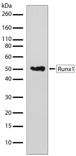 RUNX1 Recombinant Polyclonal Antibody (3HCLC), Invitrogen 100 &mu;g; Unconjugated:Antibodies,
