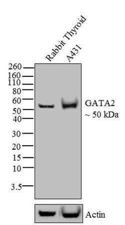 Invitrogen GATA2 Recombinant Superclonal Antibody (11HCLC) 100 &mu;g; Unconjugated:Antibodies,