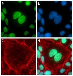 Invitrogen GATA2 Recombinant Superclonal Antibody (11HCLC) 100 &mu;g; Unconjugated:Antibodies,