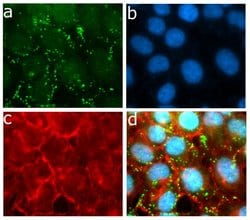 Invitrogen ApoC3 Recombinant Superclonal Antibody (6HCLC) 100 &mu;g; Unconjugated:Antibodies,