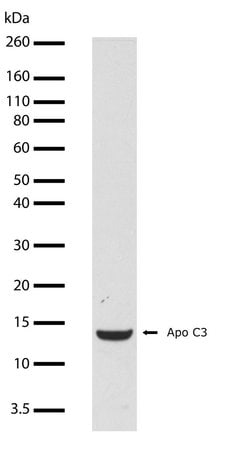 Invitrogen ApoC3 Recombinant Superclonal Antibody (6HCLC) 100 &mu;g; Unconjugated:Antibodies,