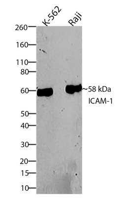 Invitrogen ICAM-1 Recombinant Superclonal Antibody (9HCLC) 100 &mu;g; Unconjugated:Antibodies,