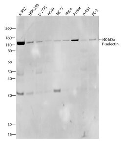 Invitrogen P-Selectin Recombinant Superclonal Antibody (3HCLC) 100 &mu;g;