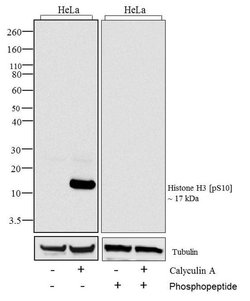 Invitrogen Phospho-Histone H3 (Ser10) Recombinant Superclonal Antibody (9HCLC) 100 &mu;g | Buy Online | Invitrogen&trade; | Fisher Scientific