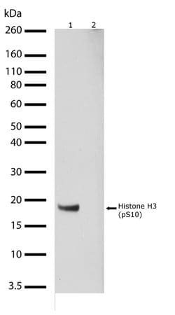Invitrogen Phospho-Histone H3 (Ser10) Recombinant Superclonal Antibody (9HCLC) 100 &mu;g | Buy Online | Invitrogen&trade; | Fisher Scientific