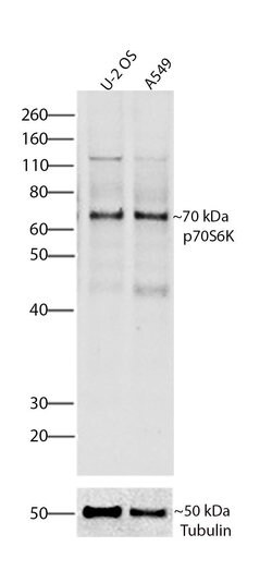 Invitrogen p70 S6 Kinase Recombinant Superclonal Antibody (15HCLC) 100