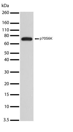 Invitrogen p70 S6 Kinase Recombinant Superclonal Antibody (15HCLC) 100