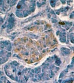 Invitrogen Insulin Recombinant Superclonal Antibody (19HCLC) 100 &mu;g;
