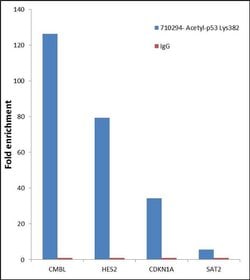 Invitrogen Acetyl-p53 (Lys382) Recombinant Superclonal Antibody (10HCLC)