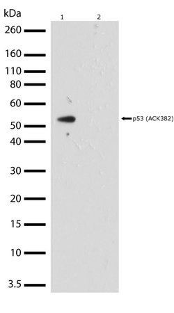 Invitrogen Acetyl-p53 (Lys382) Recombinant Superclonal Antibody (10HCLC)