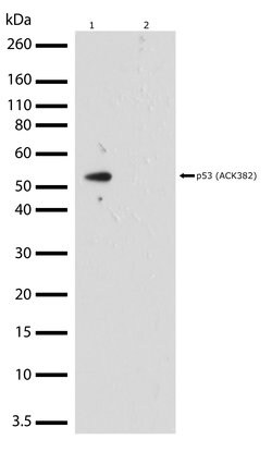 Invitrogen Acetyl-p53 (Lys382) Recombinant Superclonal Antibody (10HCLC)