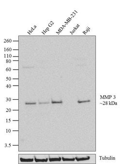 Invitrogen MMP3 Recombinant Superclonal Antibody (45HCLC) 100 &mu;g | Buy Online | Invitrogen&trade; | Fisher Scientific