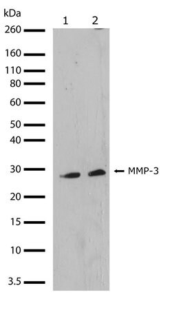 Invitrogen MMP3 Recombinant Superclonal Antibody (45HCLC) 100 &mu;g | Buy Online | Invitrogen&trade; | Fisher Scientific