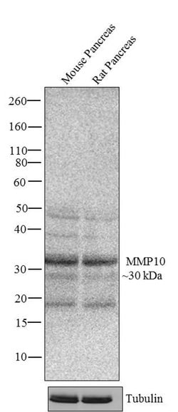 Invitrogen MMP10 Recombinant Superclonal Antibody (24HCLC) 100 &mu;g; Unconjugated:Antibodies,