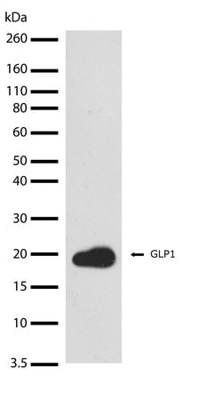 Invitrogen GLP-1 Recombinant Superclonal Antibody (24HCLC) 100 &mu;g; Unconjugated:Antibodies,
