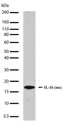 Invitrogen IL-1 beta Recombinant Superclonal Antibody (17HCLC) 100 &mu;g | Buy Online | Invitrogen&trade; | Fisher Scientific