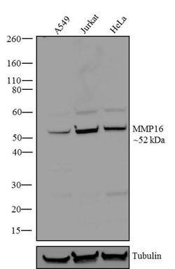 Invitrogen MMP16 Recombinant Superclonal Antibody (13HCLC) 100 &mu;g; Unconjugated:Antibodies,