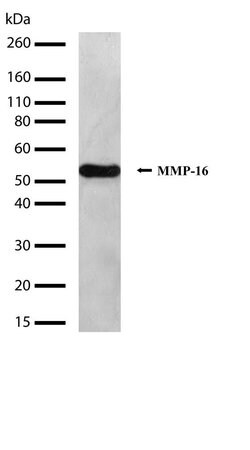 Invitrogen MMP16 Recombinant Superclonal Antibody (13HCLC) 100 &mu;g; Unconjugated:Antibodies,