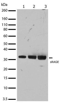 Invitrogen RAGE Recombinant Superclonal Antibody (17HCLC) 100 &mu;g; Unconjugated:Antibodies,