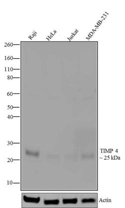 Invitrogen TIMP4 Recombinant Superclonal Antibody (13HCLC) 100 &mu;g; Unconjugated:Antibodies,