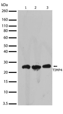 Invitrogen TIMP4 Recombinant Superclonal Antibody (13HCLC) 100 &mu;g; Unconjugated:Antibodies,