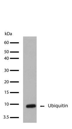 Invitrogen Ubiquitin Recombinant Superclonal Antibody (10HCLC) 100 &mu;g;