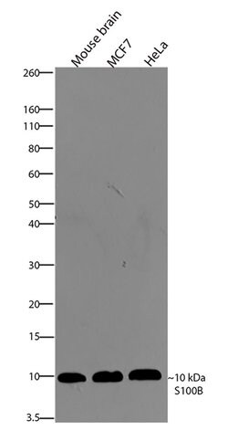Invitrogen S100B Recombinant Superclonal Antibody (16HCLC) 100 &mu;g; Unconjugated:Antibodies,