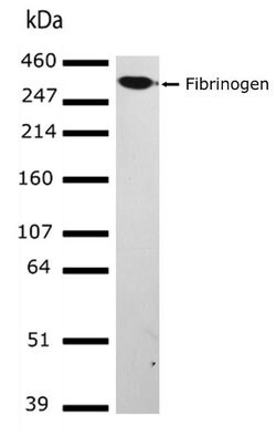 Invitrogen Fibrinogen Recombinant Superclonal Antibody (12 HCLC) 100 &mu;g;