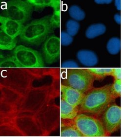 Invitrogen CD56 Recombinant Superclonal Antibody (3HCLC) 100 &mu;g; Unconjugated:Antibodies,