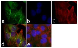 Invitrogen CD56 Recombinant Superclonal Antibody (3HCLC) 100 &mu;g; Unconjugated:Antibodies,