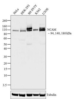 Invitrogen CD56 Recombinant Superclonal Antibody (3HCLC) 100 &mu;g; Unconjugated:Antibodies,