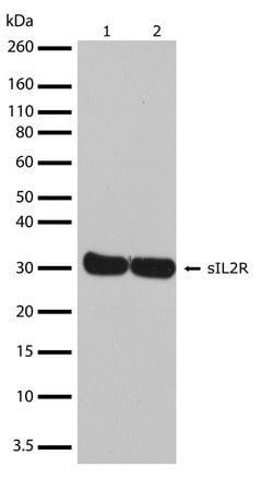 Invitrogen CD25 Recombinant Superclonal Antibody (17HCLC) 100 &mu;g; Unconjugated:Antibodies,