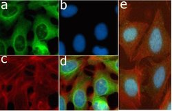 Invitrogen Phospho-S6 (Ser235, Ser236) Recombinant Superclonal Antibody