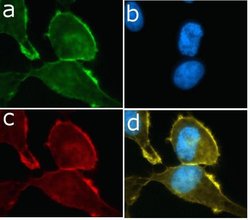 Invitrogen PI3K p85/p55 Recombinant Superclonal Antibody (6HCLC) 100 &mu;g;