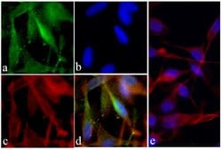 Invitrogen PI3K p85/p55 Recombinant Superclonal Antibody (6HCLC) 100 &mu;g;