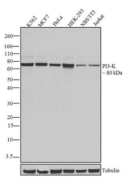 Invitrogen PI3K p85/p55 Recombinant Superclonal Antibody (6HCLC) 100 &mu;g;