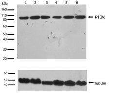 Invitrogen PI3K p85/p55 Recombinant Superclonal Antibody (6HCLC) 100 &mu;g;