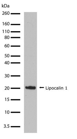 Invitrogen LCN1 Recombinant Superclonal Antibody (14HCLC) 100 &mu;g; Unconjugated:Antibodies,
