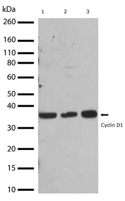 Invitrogen Cyclin D1 Recombinant Superclonal Antibody (17HCLC) 100 &mu;g;