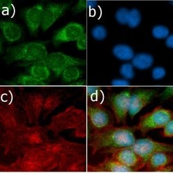 Invitrogen MEK1 Recombinant Superclonal Antibody (22HCLC) 100 &mu;g; Unconjugated:Antibodies,