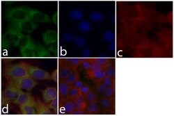 Invitrogen MEK1 Recombinant Superclonal Antibody (22HCLC) 100 &mu;g; Unconjugated:Antibodies,