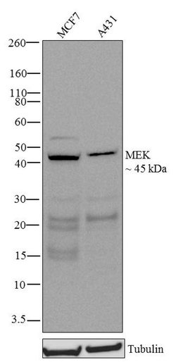 Invitrogen MEK1 Recombinant Superclonal Antibody (22HCLC) 100 &mu;g; Unconjugated:Antibodies,