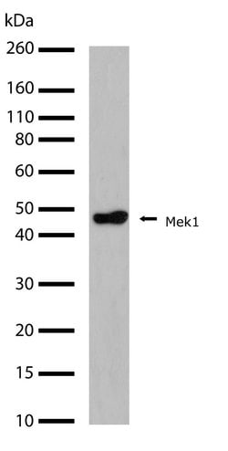 Invitrogen MEK1 Recombinant Superclonal Antibody (22HCLC) 100 &mu;g; Unconjugated:Antibodies,