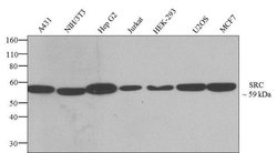 Invitrogen SRC Recombinant Superclonal Antibody (14HCLC) 100 &mu;g; Unconjugated:Antibodies,