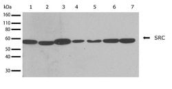 Invitrogen SRC Recombinant Superclonal Antibody (14HCLC) 100 &mu;g; Unconjugated:Antibodies,