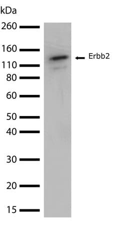 Invitrogen ErbB2 (HER-2) Recombinant Superclonal Antibody (7HCLC) 100 &mu;g;