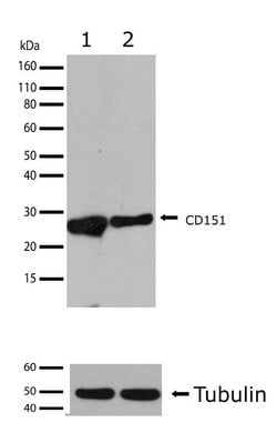 Invitrogen&trade;&nbsp;CD151 Recombinant Superclonal&trade; Antibody (17HCLC)