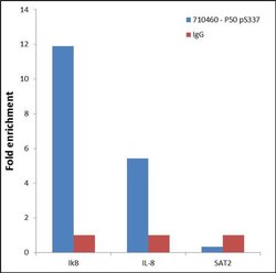 Invitrogen Phospho-NFkB p50 (Ser337) Recombinant Superclonal Antibody (2HCLC)